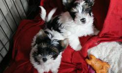 Beautiful Biewer (Biro carrier )Yorkshire Terrier male puppies available for the right homes.
They are excellent lapdogs and watchdogs and loveable companions.
Because of their personality they make perfect therapy dogs, they are hypoalergenic pets, they