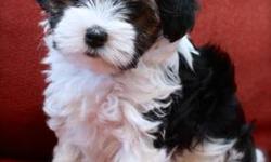 Rare new breed. These dogs are amazing companions. They are a hypoallergenic, non-shedding, toy breed. The Biewer is similar to a Parti Yorkie but not as yappy or hyper. We are screening homes now for our new litter. We have three IBC registrable Biewer