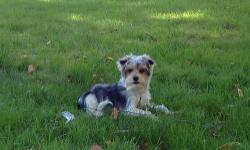 Adorable neutered male Biewer Terrier available now to an approved forever home. He has received all three of his puppy vaccinations, his rabies vaccination, has been routinely dewormed, is neutered, is heart worm negative, and is currently taking