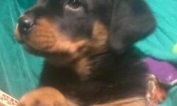 100% Male purebred German Rottweiler puppy for sale. He was born October 7 2013 This puppy is the pick of the litter. This hanndsome fellow is named MAN. We decided to wholesale him to you. He is large boned and very smart. He comes up to date with
