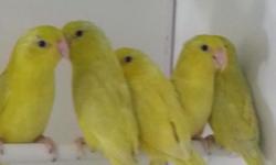Many nice healthy parrotlets on sale now
Green 60
blues 80
Yellows or whites 90
Turquiose 100
Dilute turquiose 120