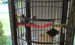 NICE CAGE WITH BREEDING PAIR OF LOVEBIRDS ON EGGS NOW. 631-774-1268 MIKE