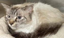 Birman - Lily - Medium - Adult - Female - Cat
Hi, my name is Lily! I'm a gorgeous spayed female purebred blue point Birman. I'm sweet and affectionate but shy in new situations. I have lived with another cat and was fine with him. I had a home, but my