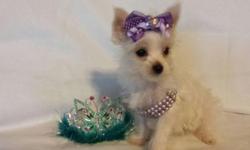 This little sweetheart will nuzzle her way into your heart! She is a rare platinum akc registered yorkie Charting less than 4lbs as an adult. She is for pet only as she is too tiny to breed. She is playful and sweet all in one tiny package. She is looking