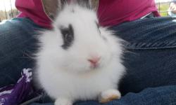I have a beautiful Black and White Lionhead Doe that is ready for breeding. She would also make a very good pet. She loves attention! Her name is Holly but you are more than welcome to change her name. She is 6 months old now so she is considered a adult.