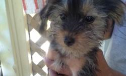 Hello all! this listing is for a 3 month old female fluffy yorkie puppy. Very playful and smart. She's trained to wee wee pads. looking to find her a nice loving home.has been to vet and had first shots. very smart & love kids.