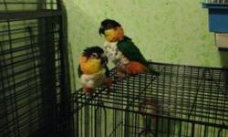 Hi evryone I have a pair a B-H caiques this guys arÃ© breeders not for pets I need make room make and offert