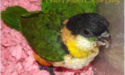 Handfed beautiful Black - Headed Caique Babies available soon! Raised in a loving home environment and well-socialized. These birds are little clowns and very acrobatic. Sweet and very social. Will be weaned on to a diet of fresh fruit and veggies,