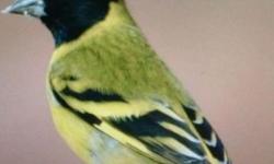 I have nice looking hooded Siskin and grey singer.
