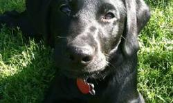 Lola is a pure bred black lab... She will be 18 weeks this upcoming Saturday and was born Jan 9th 2013. She is fully up to date on shots and has also been microchipped. She is very friendly and playful and smart!!! We are looking for a
Nice home for her