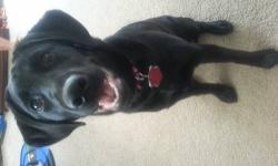 Pure bred black lab female almost 7 months old...championship bloodline. Up to date on all shots and vacs..microchipped as well. Fully potty trained and knows many commands such as sit down fetch. She is very sweet and playful!!! Also have crate and
