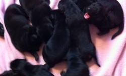 our black lab had 9 puppies and they will be ready to go on 11-11-12 they come with their first shots and deworming if interested please call 607-243-7088