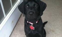 Lola is a pure bred black lab. She has a championship bloodline and is bred for temperament. She has been microchipped, registered with the AKC and Up to date on all shots. All paperwork to verify will come with her as well as full bloodline and plus