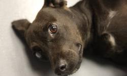 Black Labrador Retriever - Bean - Small - Young - Female - Dog
Hi my name is Bean, and I?m a 2 year old, 27-pound, spayed, female Lab/Dachshund mix pup. My fur is not quite black and not quite brown?like a coffee bean! I have a couple of little white