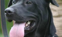 Black Labrador Retriever - Bear - Large - Adult - Male - Dog
Bear is a really special boy. Although he is shy at first, once he's comfortable and knows he's safe he'll want to be by your side at all times. He'll nudge you gently for more attention and