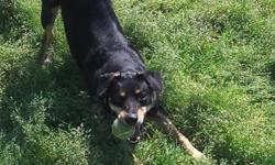 Black Labrador Retriever - Bear - Medium - Adult - Male - Dog
Bear is a male black lab with a lean build (wieghs about 45 #) who has endless energy to play fetch but also enjoys being petted and loved. He is inquisitive, playful and athletic and enjoys