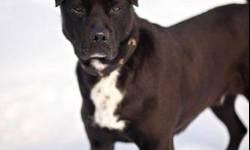 Black Labrador Retriever - Buster - Large - Adult - Male - Dog
This handsome boy was orginally adopted from our shelter and when his owner fell on tough times, could no longer care for him. What can we say about Buster other than he is awesome! He is