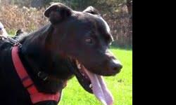 Black Labrador Retriever - Cane - Medium - Young - Male - Dog
My name is Cane and I was surrendered to the shelter in January 2013. I am a 10 month old male Lab / German Shepherd mix. My owner was absolutely heartbroken to have to give me up, but she
