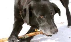 Black Labrador Retriever - Carllisle Pudding - Large - Adult
Hi! My name is Carlisle Pudding and I?m a super handsome, sweet, incredibly friendly, enthusiastic and energetic, 8 year old, male Black Lab mix! I am just about the happiest dog you will ever