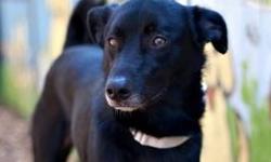 Black Labrador Retriever - Cody-in Foster - Large - Young - Male
Cody is a loveable, adorable 9 month old black lab mix pup. He has a very friendly and warm personality who's tail is always wagging. Great with both adults and children and gets along with