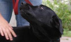 Black Labrador Retriever - Creed - Large - Adult - Male - Dog
Creed looks just like a heavily built lab, unfortunately a little too heavy. He has a knee problem. He is otherwise a healthy, sweet guy. He is very good in the house and he loves to carry his