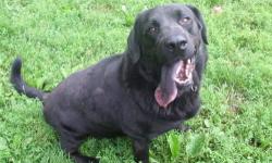 Black Labrador Retriever - Dodger - Extra Large - Senior - Male
Dodger is a lab/chow mix (he's got a spotted tongue!) He's a very strong willed boy who needs a home with people who have experience with dominant types of dogs. Good with some other dogs. No