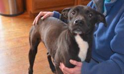 Black Labrador Retriever - Godiva - Medium - Young - Female
Hi I'm Godiva. I'm a black lab mix 1 year old with a cropped tail. I was named after chocolate cause I'm so sweet & have all the shades of chocolate in my coat !!! I was rescued by my foster mom