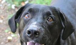 Black Labrador Retriever - Hank - Large - Young - Male - Dog
Please fill out an application  if you'd like to jumpstart the adoption process. No appointment is necessary to come in and meet/adopt an animal unless noted differently above. Otherwise, you