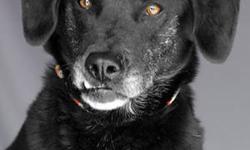 Black Labrador Retriever - Jack - Medium - Adult - Male - Dog
Jack is a medium sized dog who arrived as a stray after being picked up by a good samaritan. He is a young adult who loves to be outside playing. Jack arrived so nervous and out of sorts. He