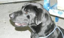 Black Labrador Retriever - Jake - Large - Young - Male - Dog
Jake is a goofy dog (~1-1.5 years old) with lots of energy and still plays like a puppy. He loves people, likes lots of attention and like to sit on your lap (if you let him). He is great with
