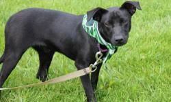 Black Labrador Retriever - Madison - Medium - Young - Female
CHARACTERISTICS:
Breed: Black Labrador Retriever
Size: Medium
Petfinder ID: 24773163
ADDITIONAL INFO:
Pet has been spayed/neutered
CONTACT:
North Country Animal Shelter | Malone, NY |