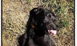 Black Labrador Retriever - Mambo - Medium - Young - Male - Dog
I have gone from a skinny, starving dog on a doghouse to a fat and happy dog who just wants to be with people. I have lived almost all of my life tied to a doghouse outside until the people at
