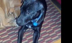 Black Labrador Retriever - Maya - Medium - Young - Female - Dog
Miss Maya!!! I'm a wonderful dog who loves children, other dogs, & cats.My foster mom thinks I'm curious about the bird but I'm not aggressive. I don't have any food or toy aggressions. I