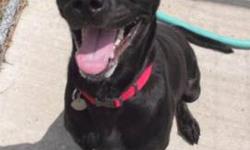 Black Labrador Retriever - Mickey - Medium - Adult - Female
Mickey is a sweet dog that ended up at our shelter when she ran away from home and people brought her to us instead of returning her to her owner in a town over 1 1/2 hours away. Unfortunately,