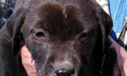 Black Labrador Retriever - Ready Sat., Feb. 9th - Large - Baby
Dogs Name: #1. This gorgeous pup was recently rescued from a high kill shelter. He/She will first be ready to meet and/or adopt at our shelter on Saturday, Feb. 9th between 10-4. Please fill