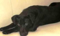 Black Labrador Retriever - Ready Sat., Mar. 9th - Large - Baby
Dogs Name: Tina. This gorgeous pup was recently rescued from a high kill shelter. He/She will first be ready to meet and/or adopt at our shelter on SATURDAY, MARCH 9th. Please fill out an