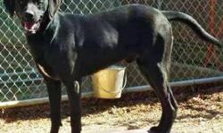 Black Labrador Retriever - Ready Sat., Mar. 9th - Large - Young
Dogs Name: Buddy. This gorgeous pup was recently rescued from a high kill shelter. He/She will first be ready to meet and/or adopt at our shelter on SATURDAY, MARCH 9th. Please fill out an