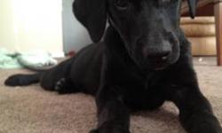 Black Labrador Retriever - Ready Sat., Nov. 17th - Medium - Baby
Dogs Name: Willie. This gorgeous pup was recently rescued from a high kill shelter. He/She will first be ready to meet and/or adopt at our shelter on SATURDAY, NOV. 17th, during our normal