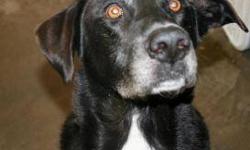 Black Labrador Retriever - Rhett - Large - Adult - Male - Dog
Hi! My name is Rhett, and I?m a super handsome, sweet, incredibly friendly, enthusiastic and energetic, 8 year old, male Black Lab mix! I am just about the happiest dog you will ever meet!!
I
