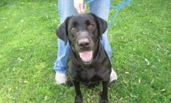 Black Labrador Retriever - Rosie - Large - Adult - Female - Dog
Rosie is a 7 year old female Lab mix. She came to stay with us, because her family could no longer keep her. She is nice friendly girl, and would make a great family addition. She pulls on