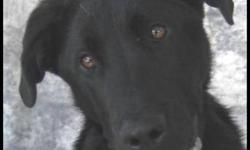 Black Labrador Retriever - Sammy (samson) - Large - Adult - Male
Sammy was born about May 2007 and will top out about 65 lbs. He would LOVE another active dog to play with and he loves the water. Sammy has a wonderful, happy, loving disposition and has