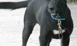 Black Labrador Retriever - Tessa - Medium - Young - Female - Dog
This little girl is still at a kill shelter. She is young maybe a year. She is quite a talker, maybe there is some husky in her. We need to rescue her as soon as possible. She will be spayed
