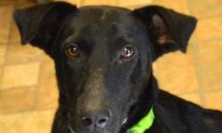Black Labrador Retriever - Tinsel - Medium - Young - Female
Tinsel came to the shelter 2 months ago with puppies. She was a fantastic mother All of her puppies have been adopted already. Now it is Mamas turn Tinsel loves to be petted and is a definite