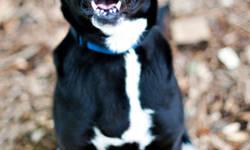 Black Labrador Retriever - *tipsy-80% Blind - Medium - Adult
Tipsy came in as a stray and so far has been a delight! Just look at that smile and those big floppy ears!!! She is about 5 years old. She'd do best in a quiet home with older kids. Recently
