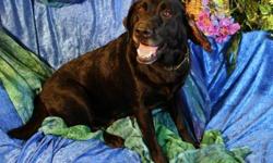 Black Labrador Retriever - Wally - Large - Adult - Male - Dog
This is our Wally. He was brought to us with his seven puppies when his owner could no longer keep them. He had a hematoma in his ear flap that was so bad that his ear was sticking straight