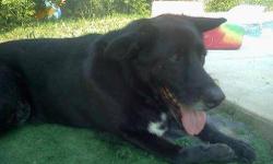 Black Labrador Retriever - Zeus - Large - Adult - Male - Dog
Zeus is not all self important like some Greek God. He's just a dog. He likes going for walks with his people, and chewing bones for hours. He loves to play fetch with his own green tennis ball