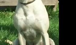 Black Mouth Cur - Billy - Medium - Young - Male - Dog
Hi! My name is Billy. I got my name because I remind the staff of Billy the Exterminator. Just a good 'ole Southern Boy. The staff believe that I am a Black Mouthed Cur. I have a typical hunting dog