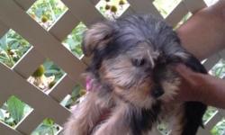 Hello this listing is for a 3 month old female fluffy yorkie puppy. Very playful and smart. She's trained to wee wee pads. looking to find her a nice loving home.