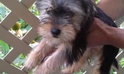 Hello this listing is for a 3 month old female fluffy yorkie puppy. Very playful and smart. She's trained to wee wee pads. looking to find her a nice loving home.has been to vet and had first shots. very smart & love kids.