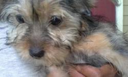 HI! this listing is for a 3 month old female fluffy yorkie puppy. Very playful and smart. She's trained to wee wee pads. looking to find her a nice loving home.has been to vet and had first shots. very smart & love kids.
